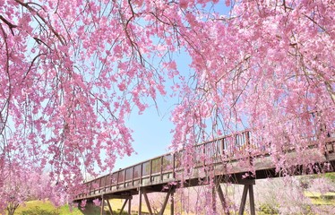 常陸風土記の丘の桜