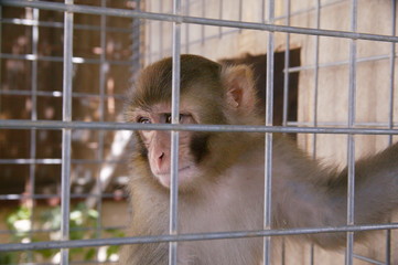 Monkey