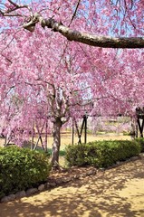 常陸風土記の丘の桜
