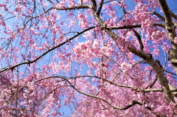 常陸風土記の丘の桜