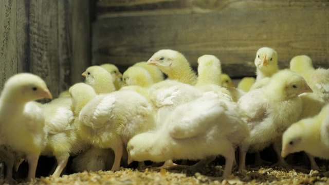 Broiler chicken chicks at the poultry farm