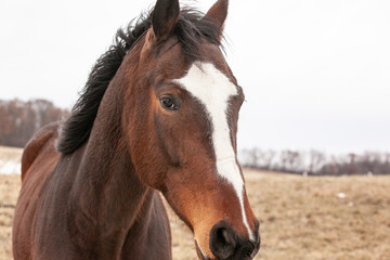 Fototapeta na wymiar Close-up of a Thoroughbred horse's head with a big blaze.