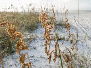 Sea oat stems on a white beach in Florida.