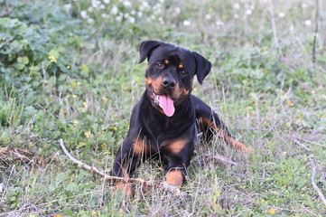 rottweiler in the green field