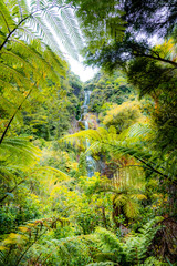 Kitekite Falls track, Piha, New Zealand