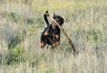 rottweiler in the green field