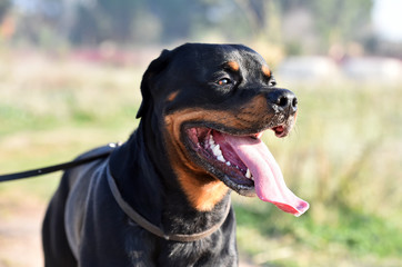 rottweiler in the green field
