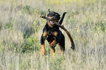 rottweiler in the green field