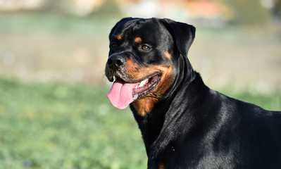 rottweiler
