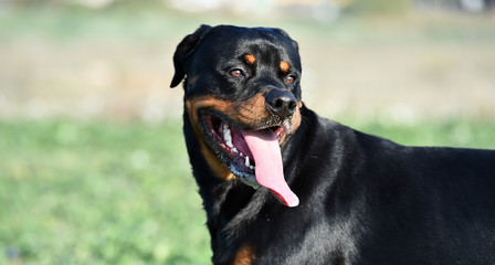 head of rottweiler
