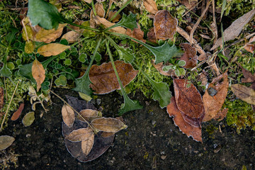 日本　風景　冬　朝