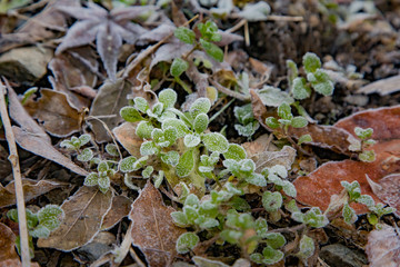 日本　風景　冬　朝