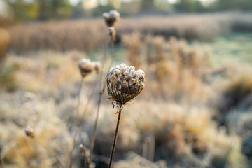 Dry stems of Daucus carota covered with hoarfrost. The first frost.