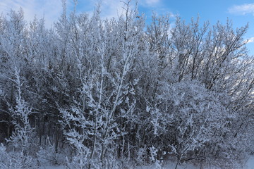 hoarfrost on trees on a bright winter day