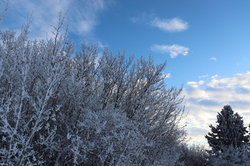 hoarfrost on trees on a bright winter day