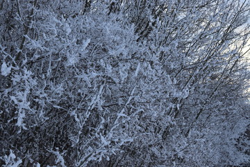hoarfrost on trees on a bright winter day
