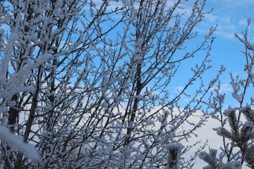 Fototapeta na wymiar hoarfrost on trees on a bright winter day