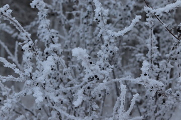 hoarfrost on trees on a bright winter day