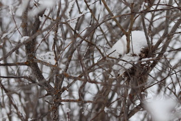 hoarfrost on trees on a bright winter day