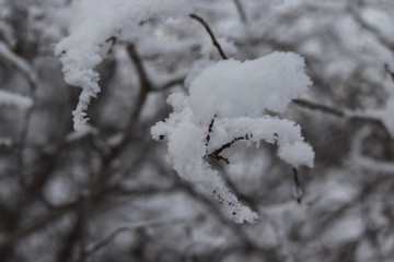 hoarfrost on trees on a bright winter day