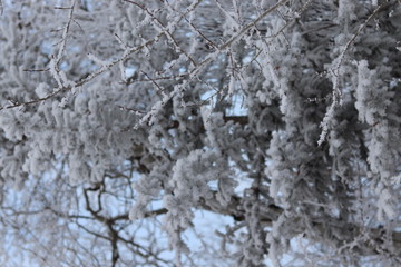 hoarfrost on trees on a bright winter day