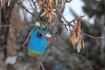 birdhouse on a winter day