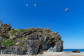 【青森県八戸市】蕪島は国の天然記念物に指定されたウミネコ繁殖地