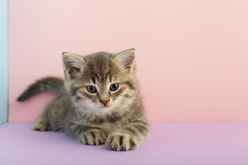 Grey striped kitten playing on a pink background with copy space for text. Little cute striped fluffy cat. Newborn kitten, Kid animals veterinary concept.