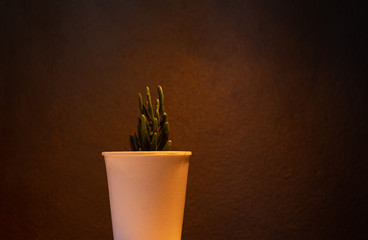 Flowerpot with dark background illuminated with orange light.