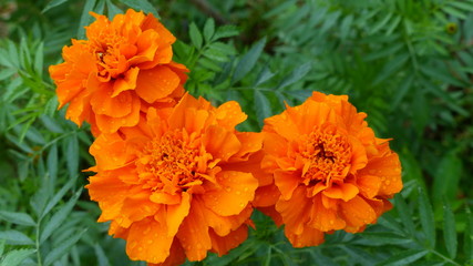 Florecido naranja