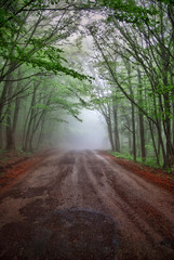 Road to Ai-Petri Crimea Fog Forest