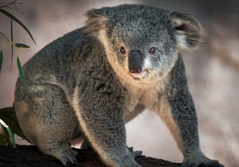 This image shows a cute koala bear sitting on branch in Australia.