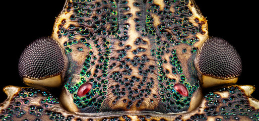 Dorsal view of a Stink Bug head (Halyomorpha halys) detailing the eyes and the pit like structure of the exoskeleton through a microscope at x10 magnification. The height of the frame is 1.4mm.