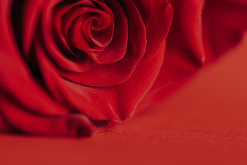Beautiful Red rose on red background, Love concept, Valentine's day. Mother's day. macro photo. Close up, selected focus.