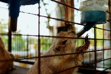 A brown squirrel in cage is drinking water from tube of bottle.