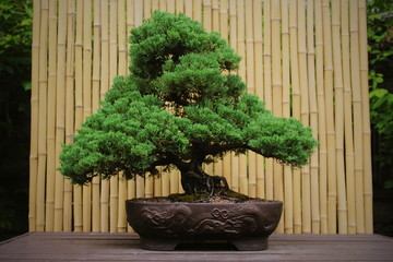 bonsai tree on wooden table
