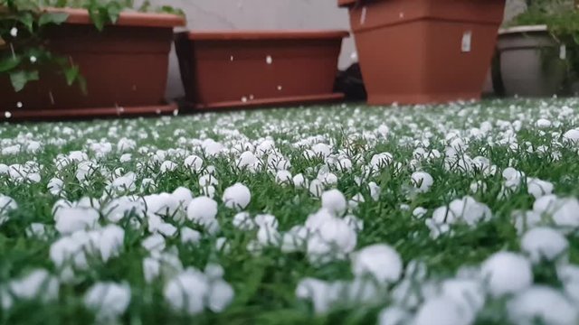 Destructive hail thunder storm hitting grass in garden with hailstones and causing damage, very severe natural disaster followed by heavy rains causing floods.