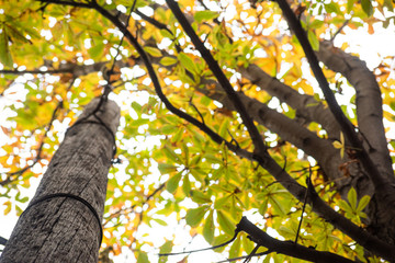 Old wooden electric pole and tree crown