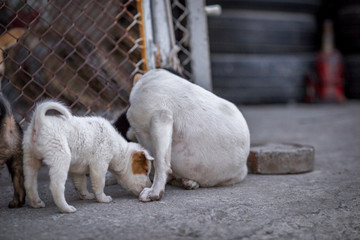 The blurred background of the dogs that are teasing, playing during the day while waiting for food or waiting for the owner.
