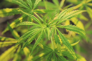 Organic cannabis tree leaf growing in home farm plant 