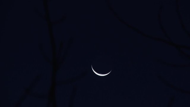 Crescent Moon Over The Silhouette Of Trees At Sunset. 