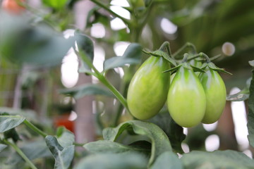 Green fruits of cherry tomato are on branch and green leaves.