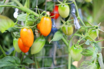 Orange fruits and green fruits of cherry tomato are on branch.