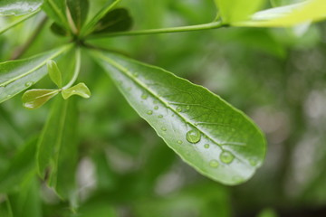 Terminalia Ivorensis or Black Afara green leaves and droplets with vein detail. Another name Ivory Coast almond.