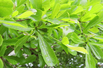 Black Afara or Ivory Coast almond green leaves on branch and drops of water. Another name Terminalia Ivorensis.