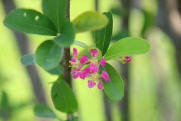 Pink flowers of Thai cherry are on branch and green leaves, Thailand.