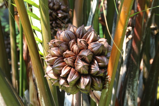 A group of Nipa palm's fruits and tree background.