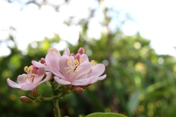Light pink flower of Cotton Leaved is on branch and blur background, another name is Jatropha or Spicy Jatropha.