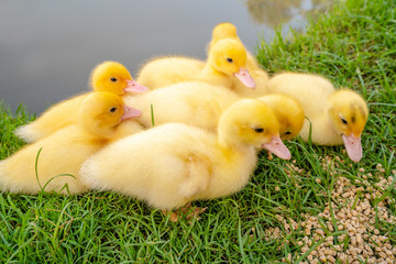 Group of Yellow Ducks Eating Food