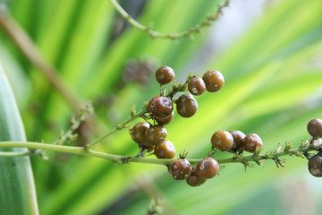 Fruits of Dracaena Loureiri tree and blur green leaves background, Thailand.